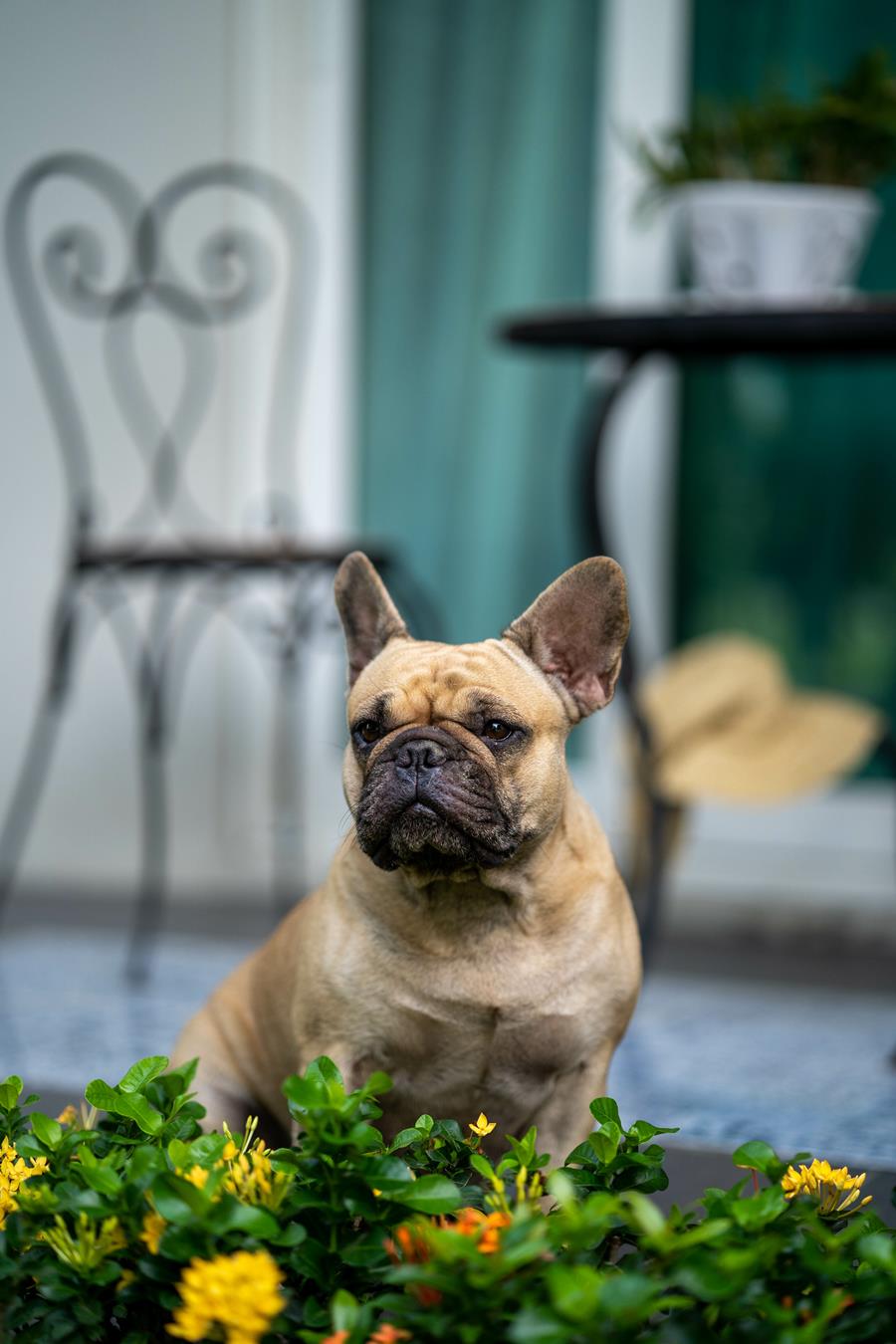 Dorosły buldog francuski siedzi w ogrodzie na trawie